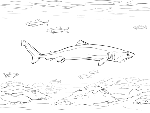 Crocodile Shark Coloring Page